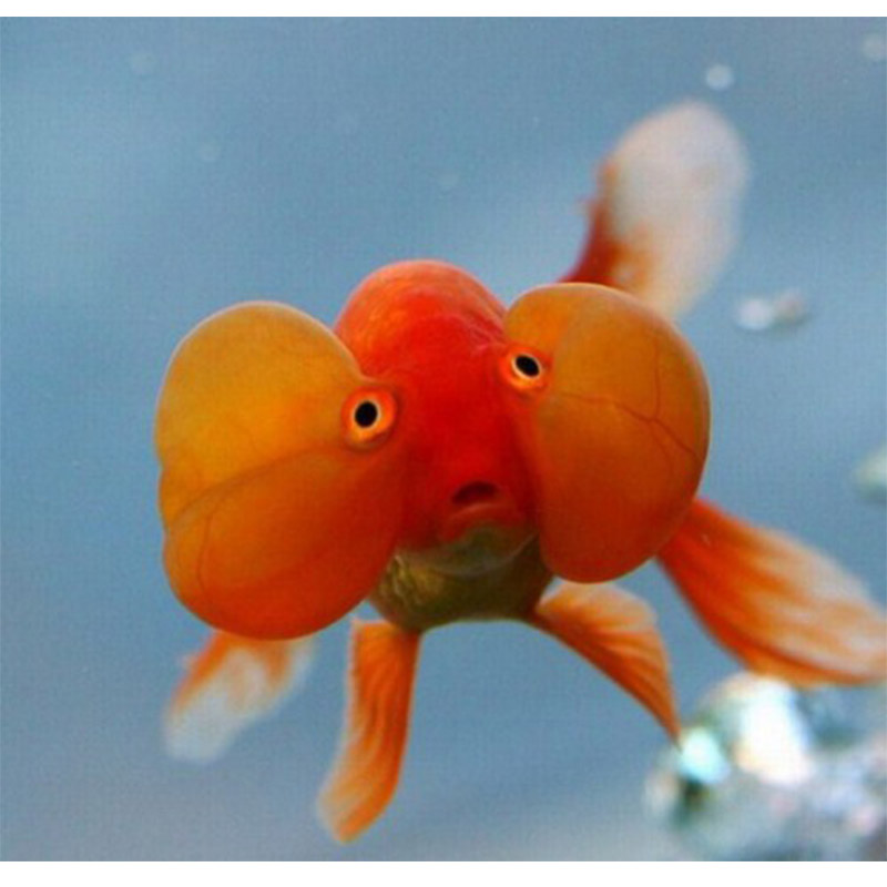 Pesce rosso le 10 varietà più diffuse Deabyday